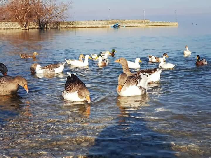 Hotel Restaurant Univers Shkodra Kültér fotó
